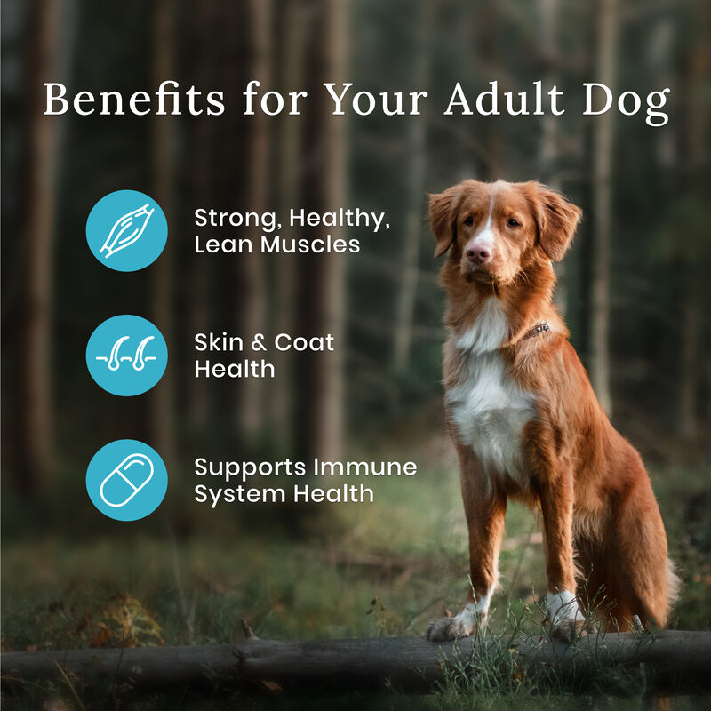 Blue Buffalo, Wilderness with More Meat & Wholesome Grains Adult Dog - Chicken - Dry Dog Food image number null