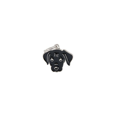 Black Labrador
