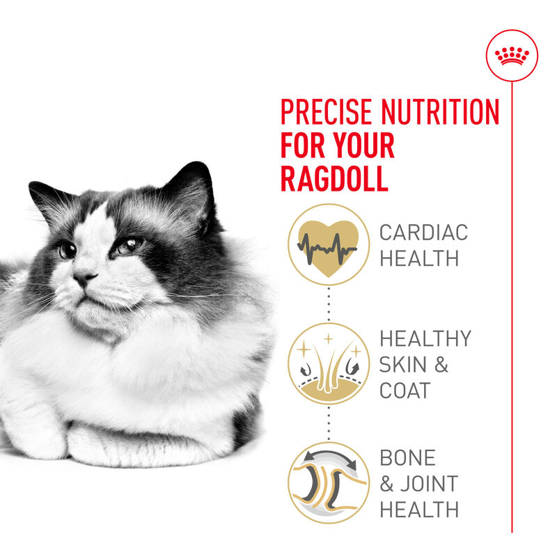 Royal Canin, Feline Breed Nutrition Ragdoll - Dry Cat Food image number null