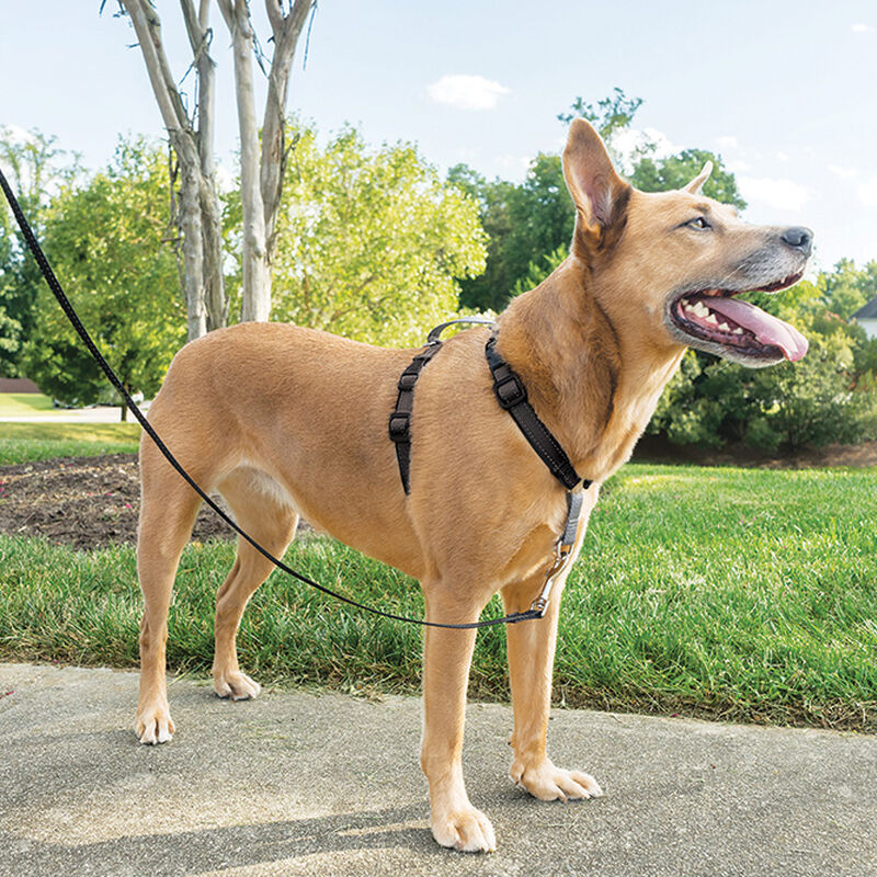 PetSafe, 3 In 1 Harness & Car Restraint- Black image number null