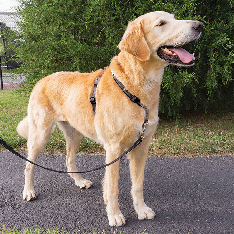 PetSafe, 3 In 1 Harness & Car Restraint- Black image number null