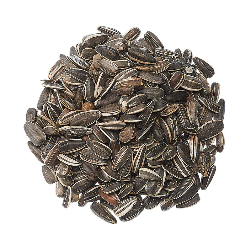 Pestell, Striped Sunflower SDS - 50 lb image number null