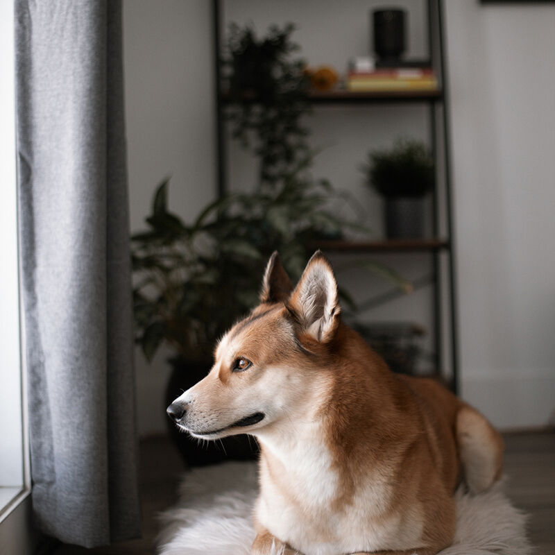 BeOneBreed, Faux Fur Bed - Chic Chalet - Plush Dog Bed image number null