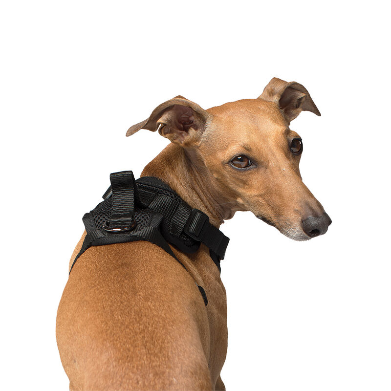 Canada Pooch, Everything Harness - Black - Dog Harness image number null