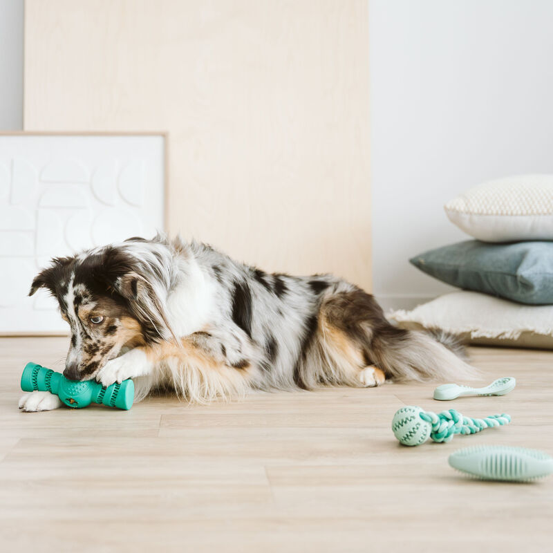 Bozzy Treat Dispensing Dental Dog Toy image number null