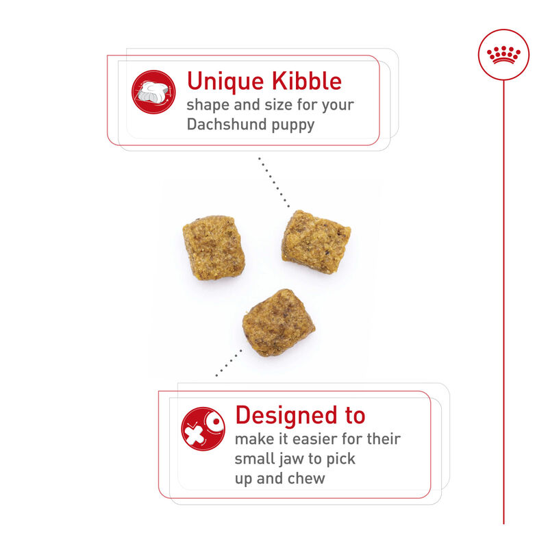 Royal Canin, Breed Health Nutrition Dachshund Puppy - Dry Dog Food image number null