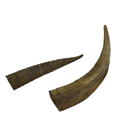 QT Dog, Gobi Goat Horn