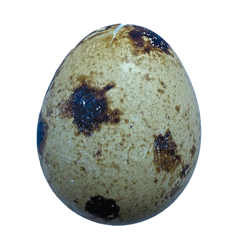 Only The Best, Fresh Spring Creek Quail Eggs - 18pk image number null