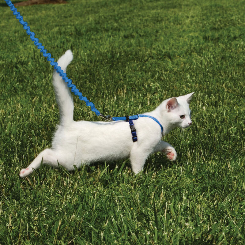 PetSafe, Come With Me Kitty Cat Harness & Bungee Leash - Royal Blue image number null