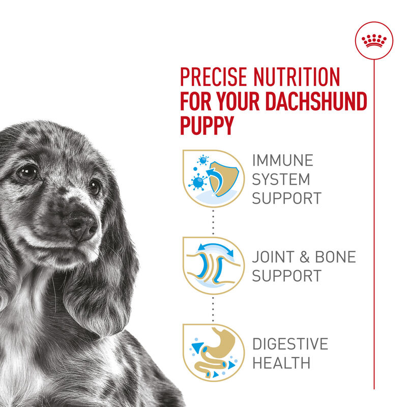 Royal Canin, Breed Health Nutrition Dachshund Puppy - Dry Dog Food image number null