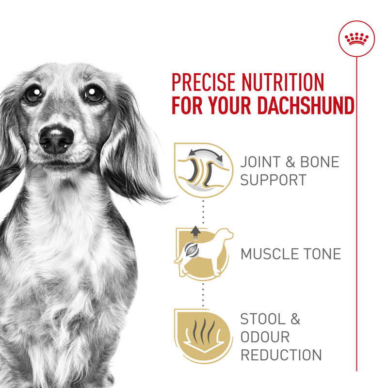 Royal Canin, Breed Health Nutrition Dachshund Adult - Dry Dog Food image number null