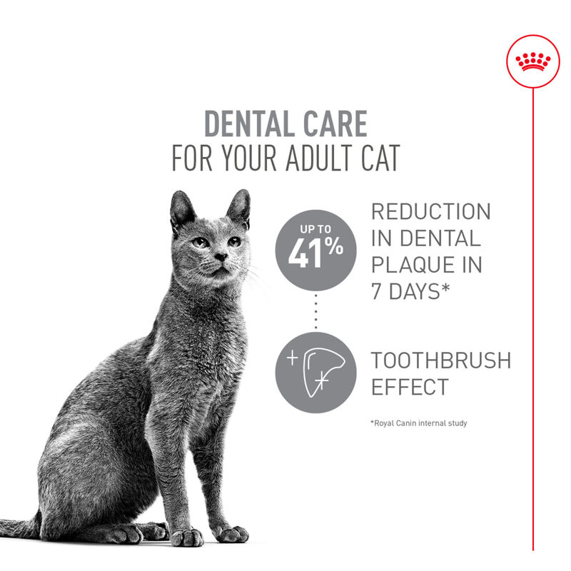 Royal Canin, Feline Care Nutrition - Dental Care - Dry Cat Food image number null
