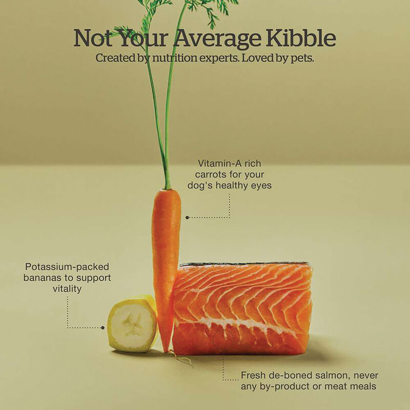 Good Gravy - Salmon Recipe with Ancient Grains - Adult - Dry Dog Food image number null