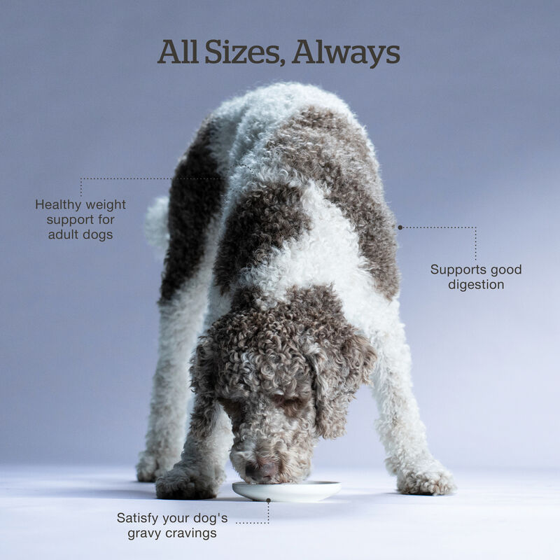 Good Gravy - Beef Coated in Bone Broth - Senior Dry Dog Food image number null