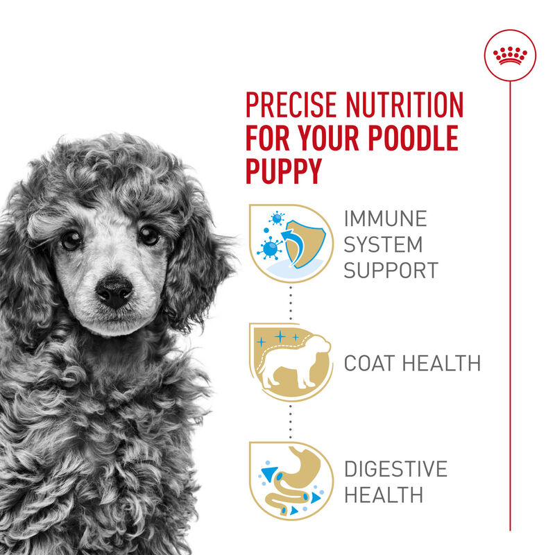 Royal Canin, Breed Health Nutrition Poodle Puppy - Dry Dog Food image number null