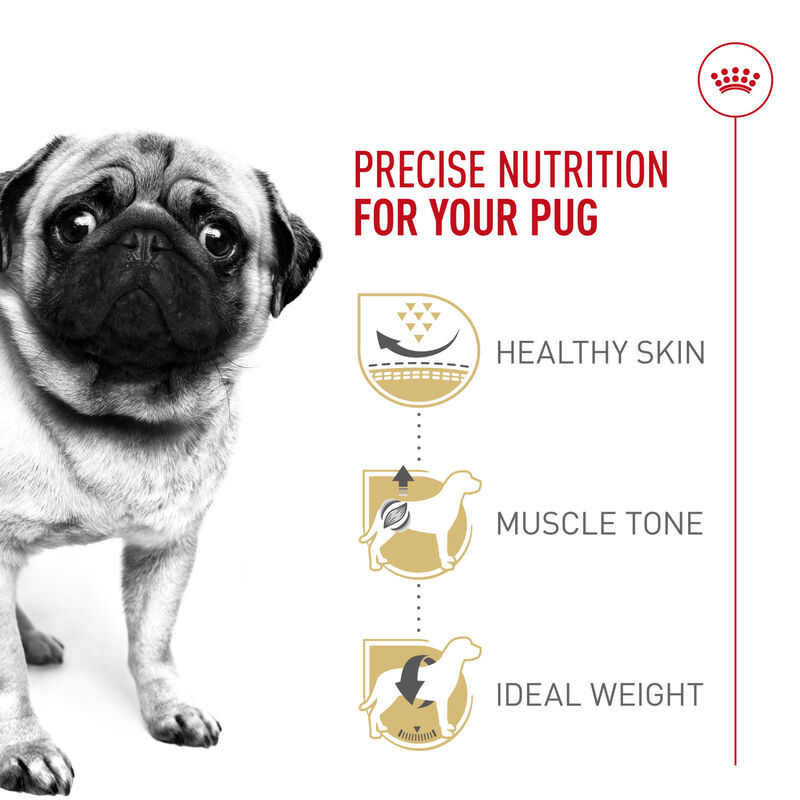 Royal Canin, Dry Dog Food, Pug - Dry Dog Food image number null