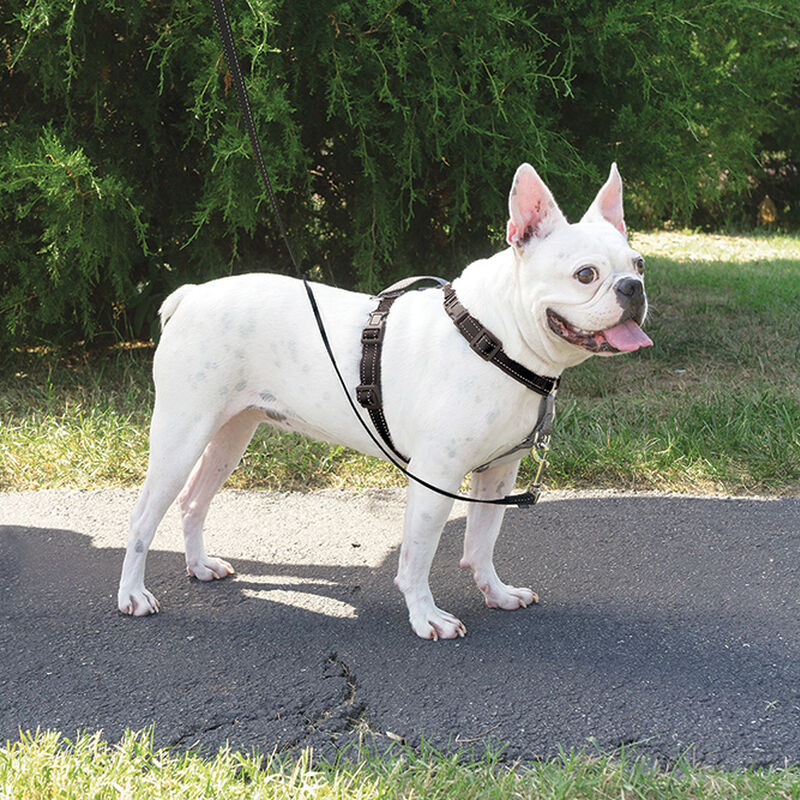 PetSafe, 3 In 1 Harness & Car Restraint- Black image number null