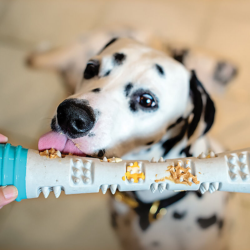 Messy Mutts, Totally Pooched Chew n' Squeak Rubber Stick - Grey/Teal - 12" image number null