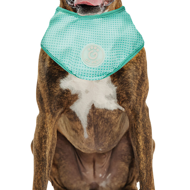 GF Pet, Ice Band Aqua image number null