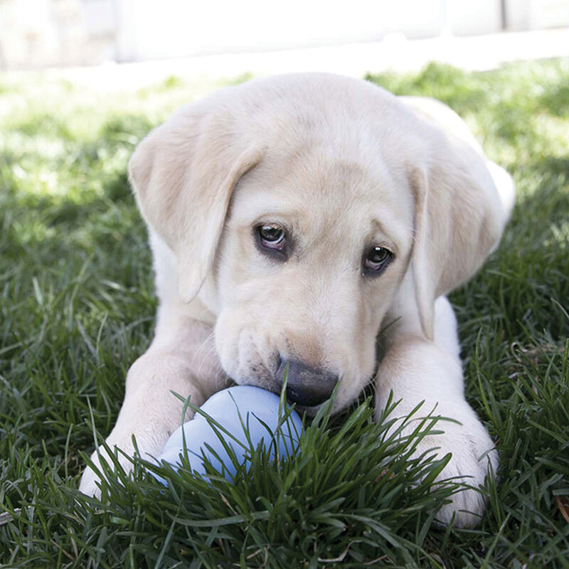 KONG, Puppy - Classic - Chew Dog Toy image number null