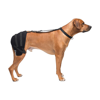 Caldera, Pet Therapy - Hip Wrap w/ Therapy Gel