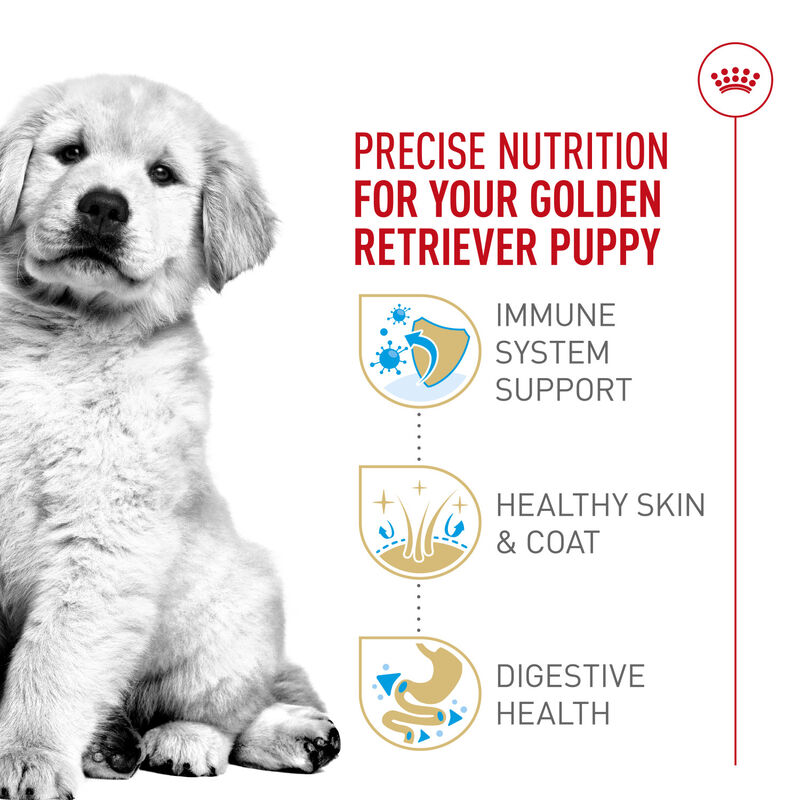 Royal Canin, Breed Health Nutrition Golden Retriever Puppy - Dry Dog Food image number null