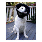 All Four Paws, Comfy Cone image number null