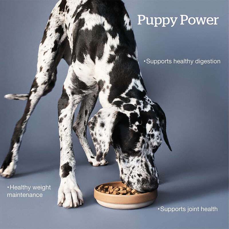 NOW FRESH, Puppy GF Large Breed - 11.3 kg - Dry Dog Food image number null