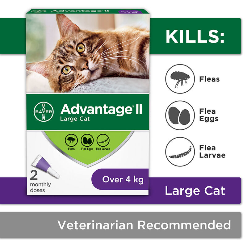 Advantage II, Feline Adult - 4 kg+ image number null