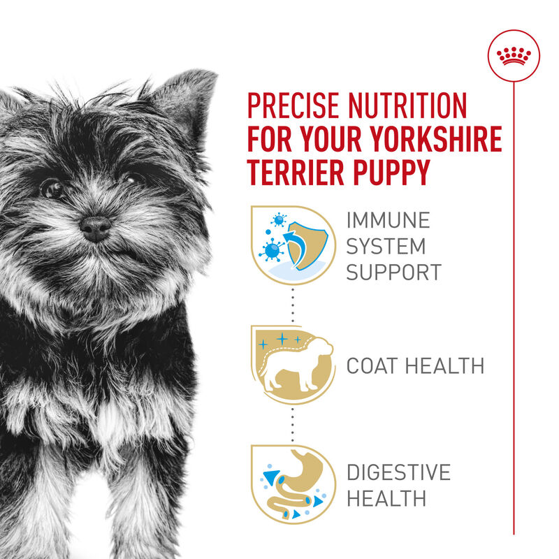 Royal Canin, Breed Health Nutrition Yorkshire Terrier Puppy - Dry Dog Food image number null