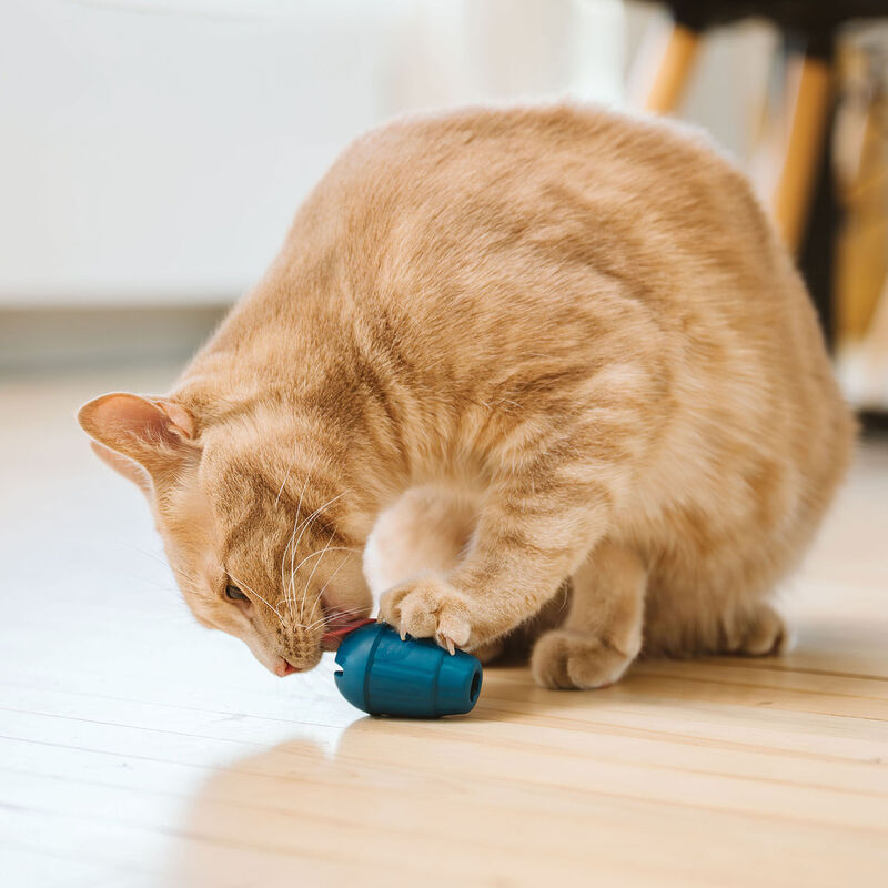 BeOneBreed OBEE! Cat Stuff image number null