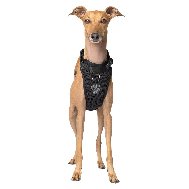 Canada Pooch, Everything Harness - Black - Dog Harness image number null