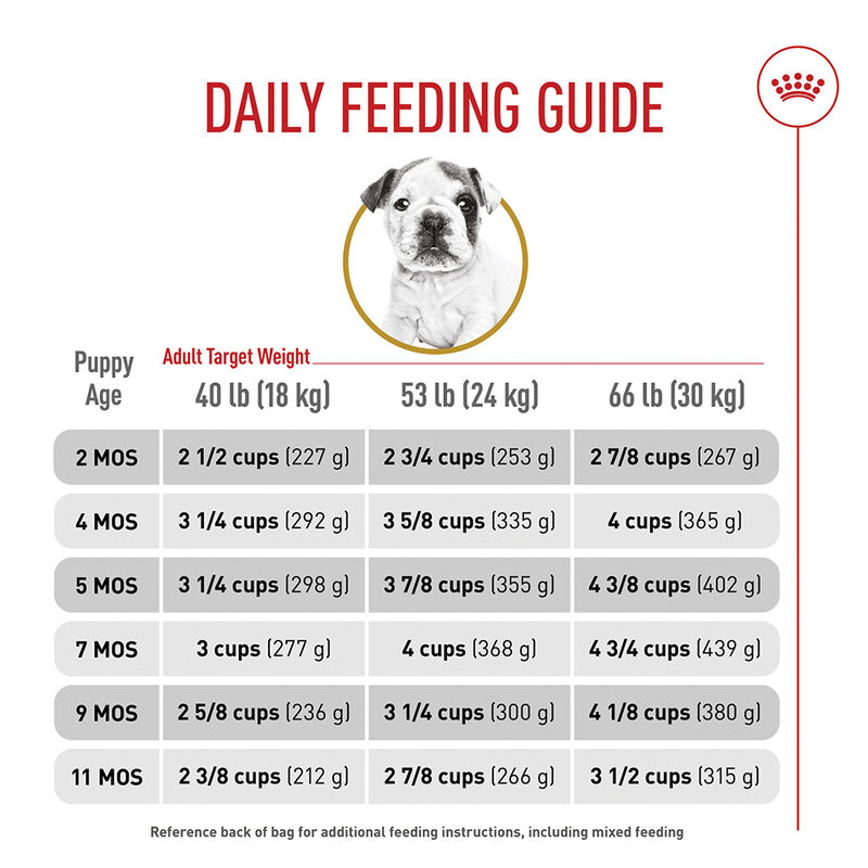 Royal Canin, Breed Health Nutrition Bulldog Puppy - Dry Dog Food image number null