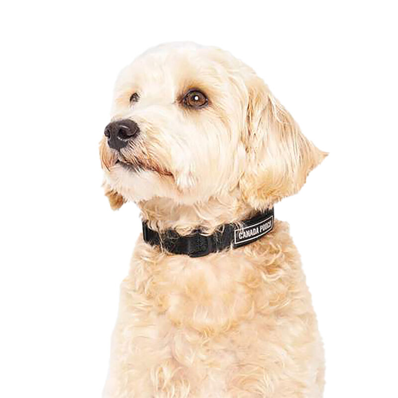 Canada Pooch, Utility Collar - Black - Dog Collar image number null
