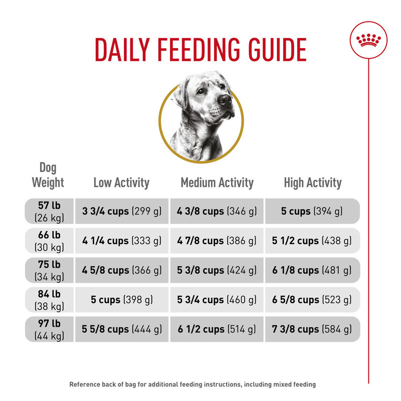 Royal Canin, Breed Health Nutrition Labrador Retriever Adult - Dry Dog Food image number null