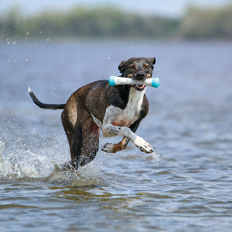 Messy Mutts, Totally Pooched Chew n' Squeak Rubber Stick - Grey/Teal - 12" image number null