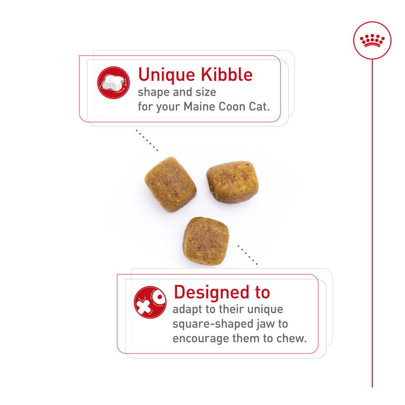 Royal Canin, Feline Breed Nutrition Maine Coon - Dry Cat Food image number null