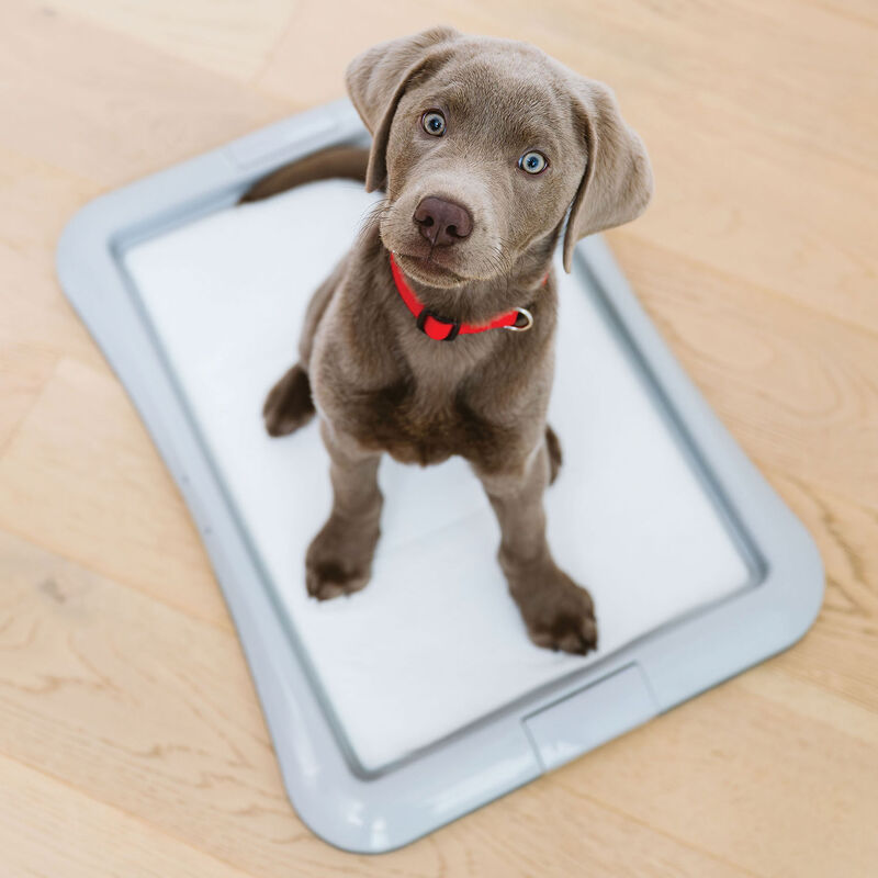 O'select Training Pads - Small Dogs and Puppies - 10 Pk image number null
