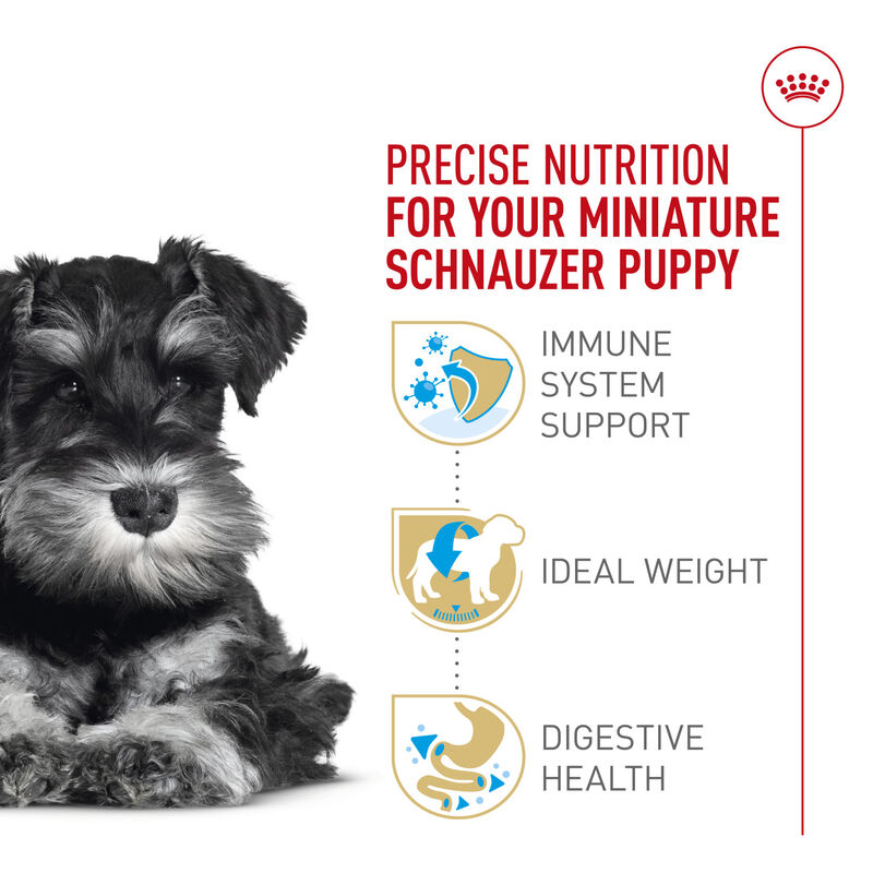 Royal Canin, Breed Health Nutrition Miniature Schnauzer Puppy 2.5LBS - Dry Dog Food image number null