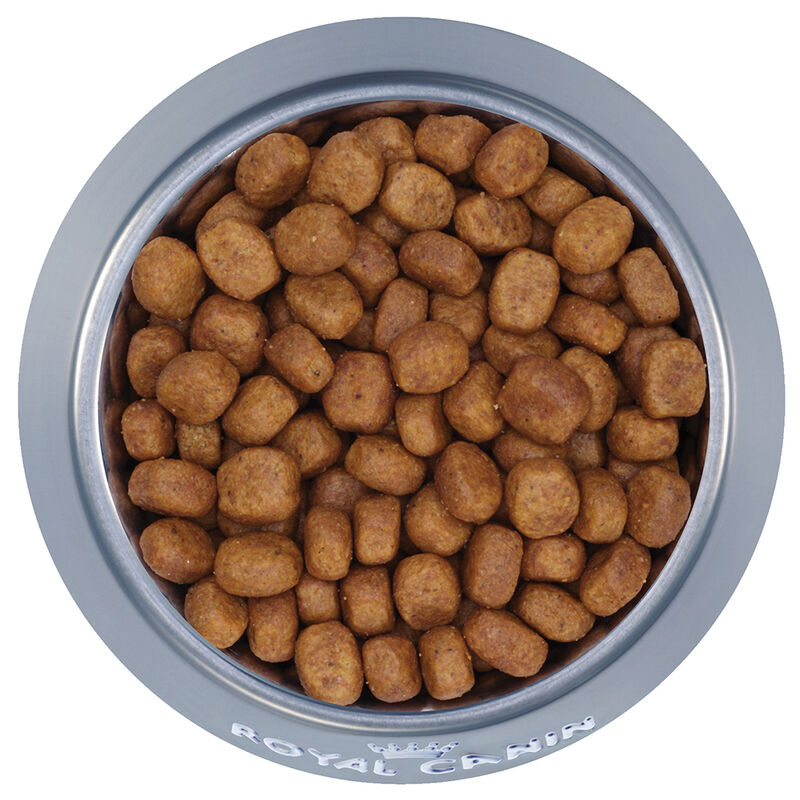 Royal Canin, Feline Care Nutrition - Dental Care - Dry Cat Food image number null