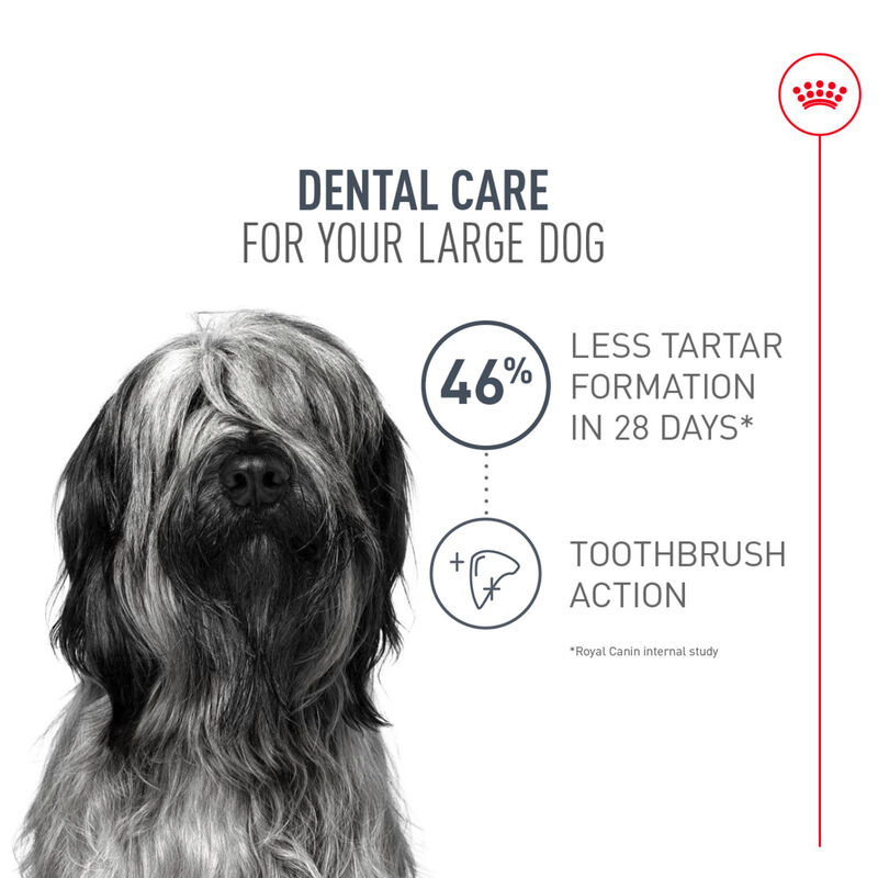 Royal Canin, Canine Care Nutrition Dental Large Dog Food - Dry Dog Food image number null