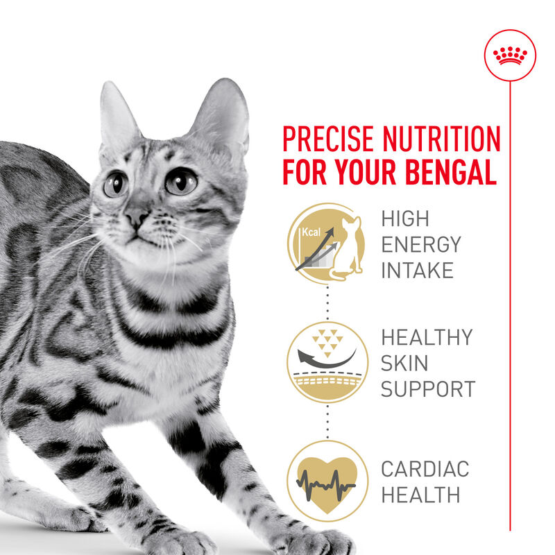 Royal Canin, Feline Breed Health Nutrition  Bengal - Dry Cat Food image number null