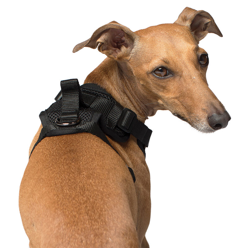 Canada Pooch, Everything Harness - Black - Dog Harness image number null