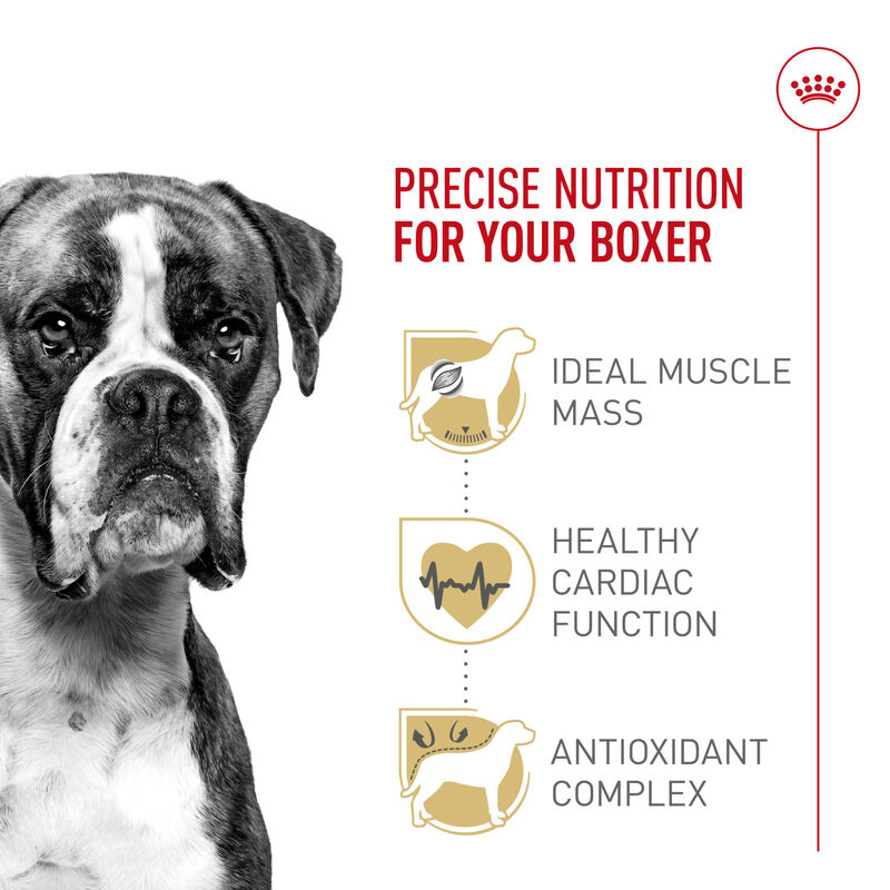 Royal Canin, Breed Health Nutrition Boxer Adult - Dry Dog Food image number null
