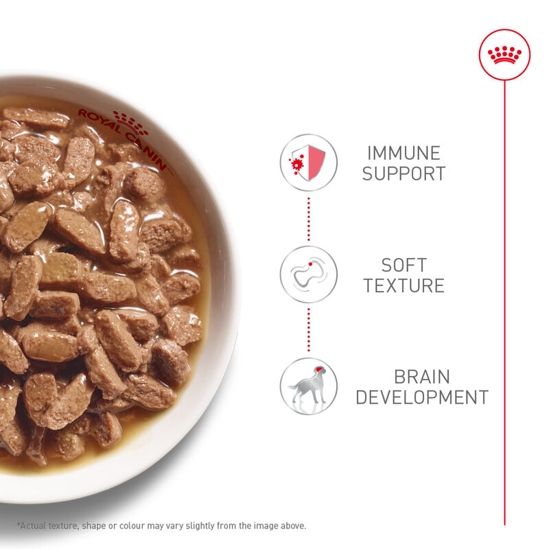 Royal Canin, Size Health Nutrition Medium Puppy Chunks in Gravy 12/13oz - Wet Dog Food image number null
