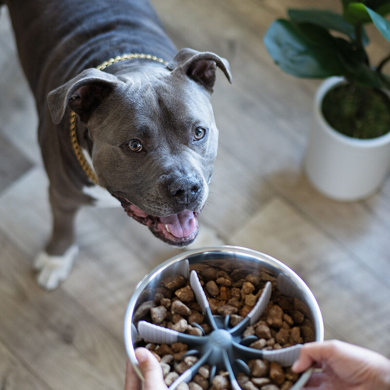 Messy Mutts, Slow Feeder Universal Bowl Insert with Suction image number null