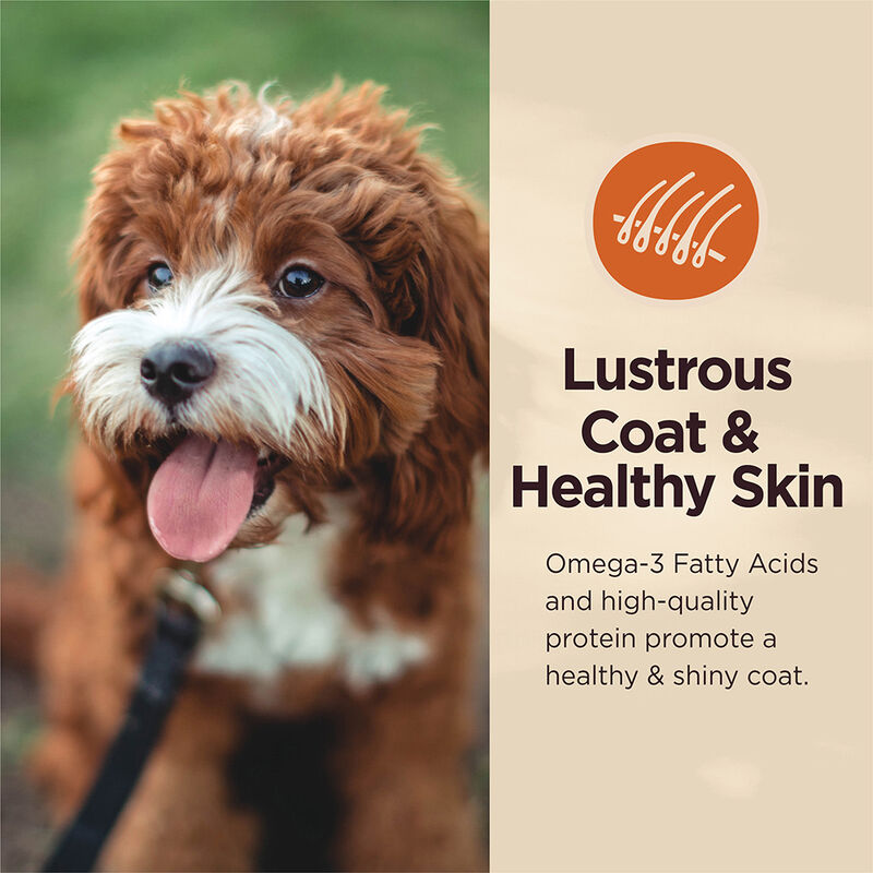Wellness, Can, Adult - Core Digestive Health GF - Beef - 368 g - Wet Dog Food image number null