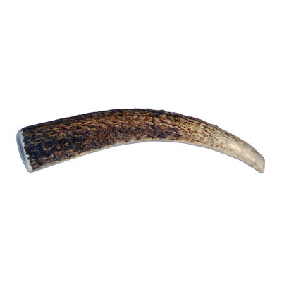 Antler Whole
