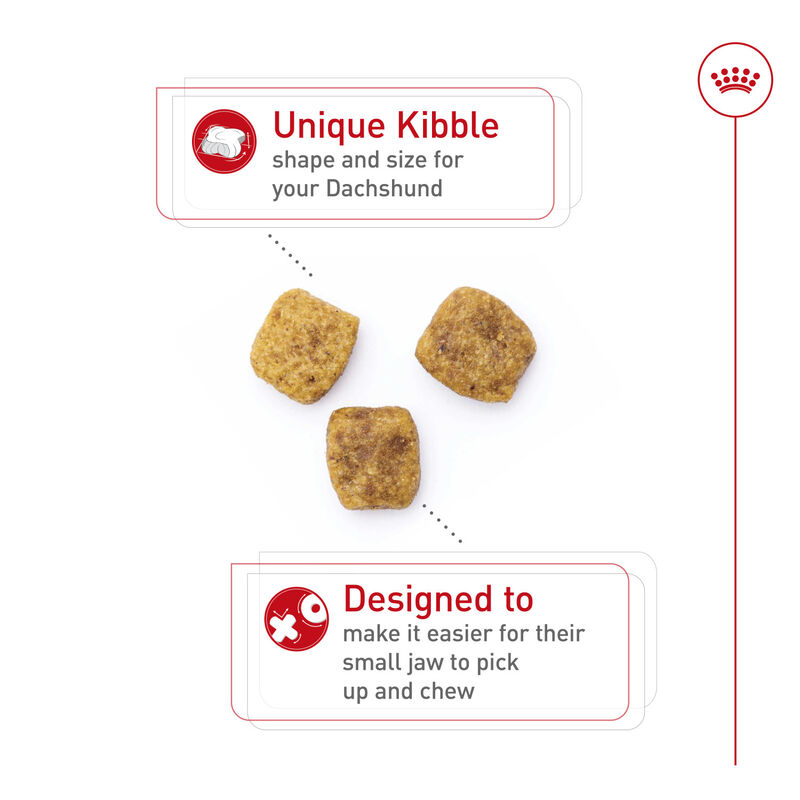 Royal Canin, Breed Health Nutrition Dachshund Adult - Dry Dog Food image number null
