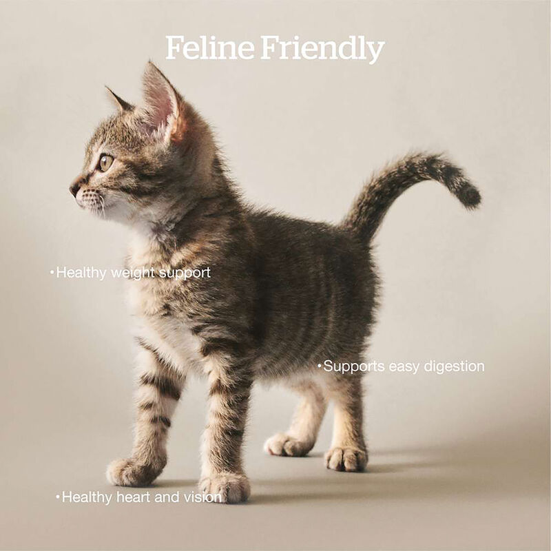 NOW FRESH, Feline Adult Grain Free - Dry Cat Food image number null